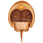 Kibakids - Kibakids Horseshoe Crab