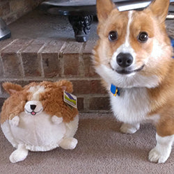 Kibakids - Mini Kibakids Corgi
