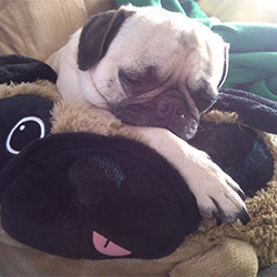 Kibakids - Kibakids Pug